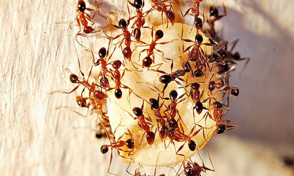 rimedi per eliminare le formiche naturali e chimici 