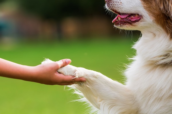 Zampe del cane: come proteggerle in estate 